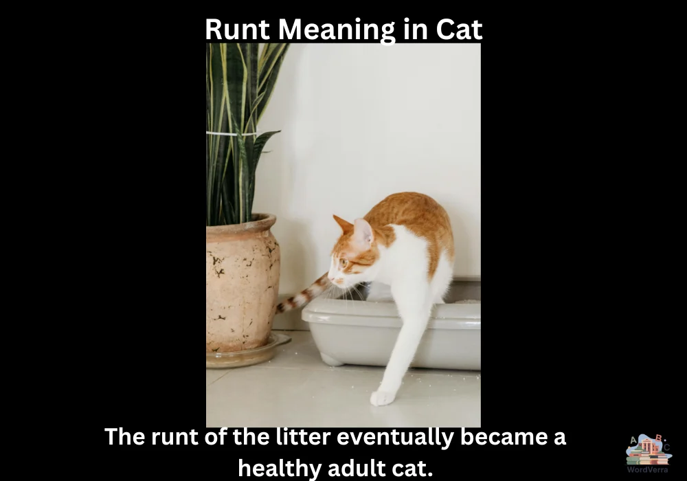 Runt Meaning in Cat