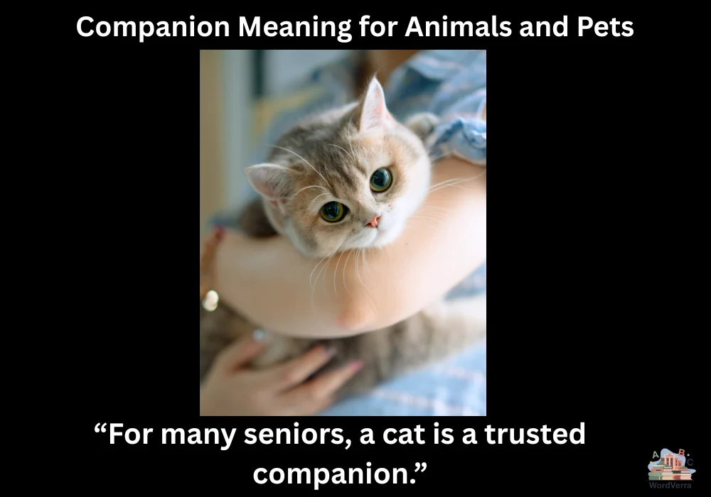 Companion Meaning for Animals and Pets