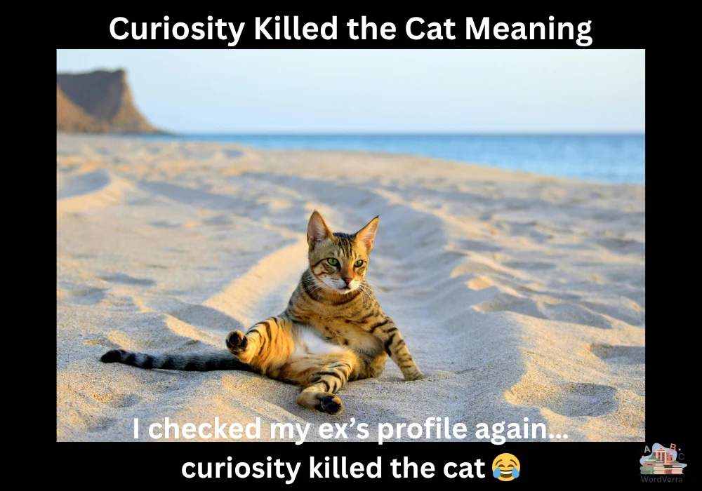 Curiosity Killed the Cat Meaning