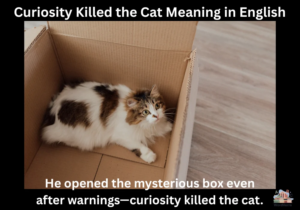 Curiosity Killed the Cat Meaning in English