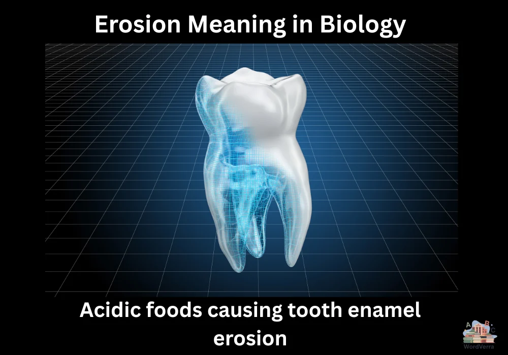 Erosion Meaning in Biology