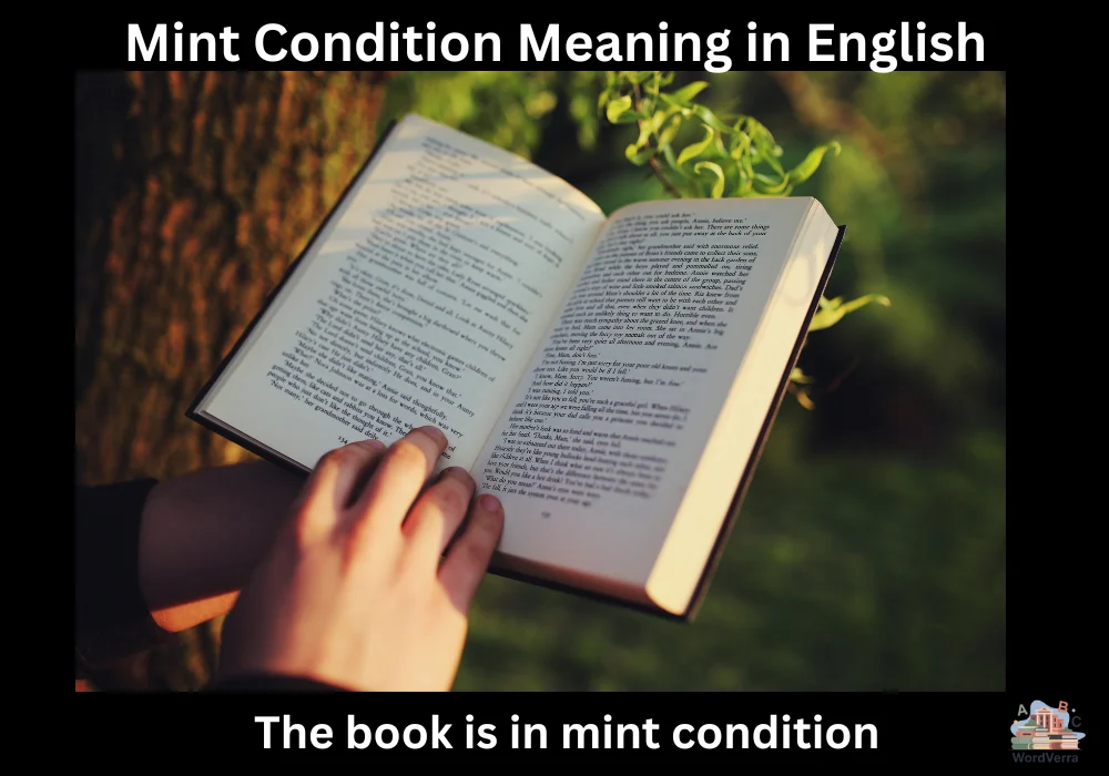 Mint Condition Meaning in English