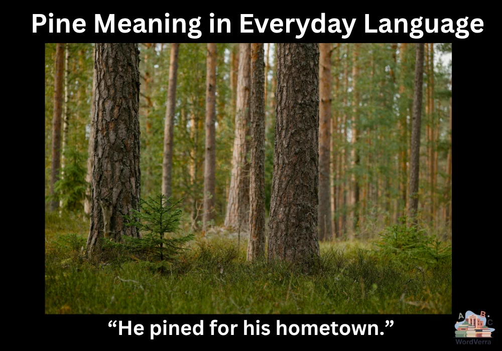 Pine Meaning in Everyday Language