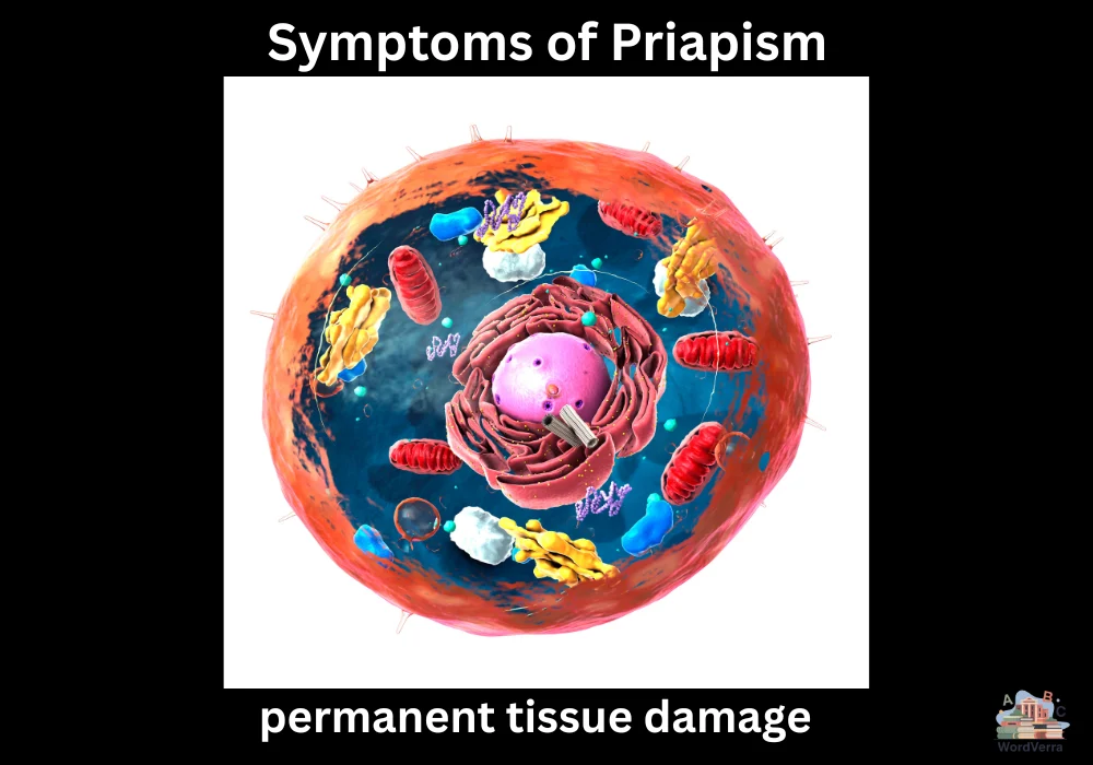 Symptoms of Priapism