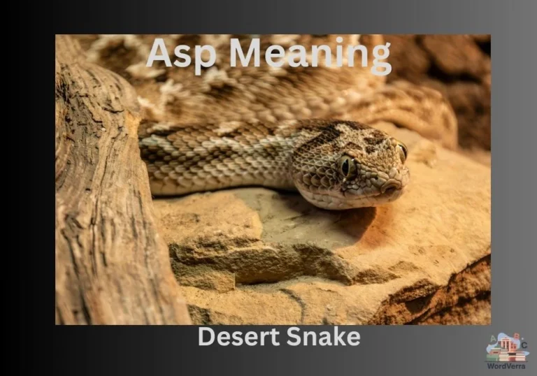 Asp Meaning