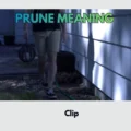Prune Meaning