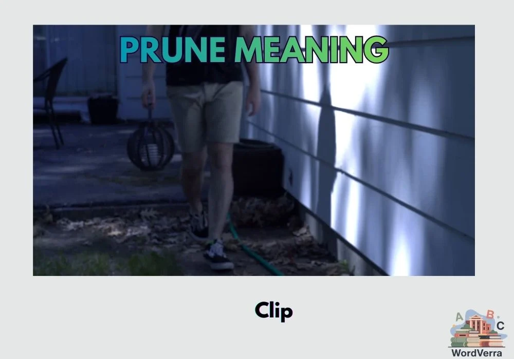 Prune Meaning