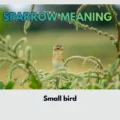 Sparrow Meaning