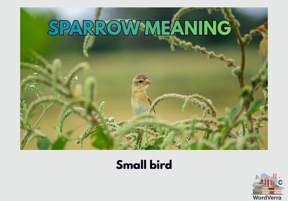 Sparrow Meaning