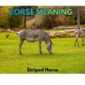 Zorse Meaning