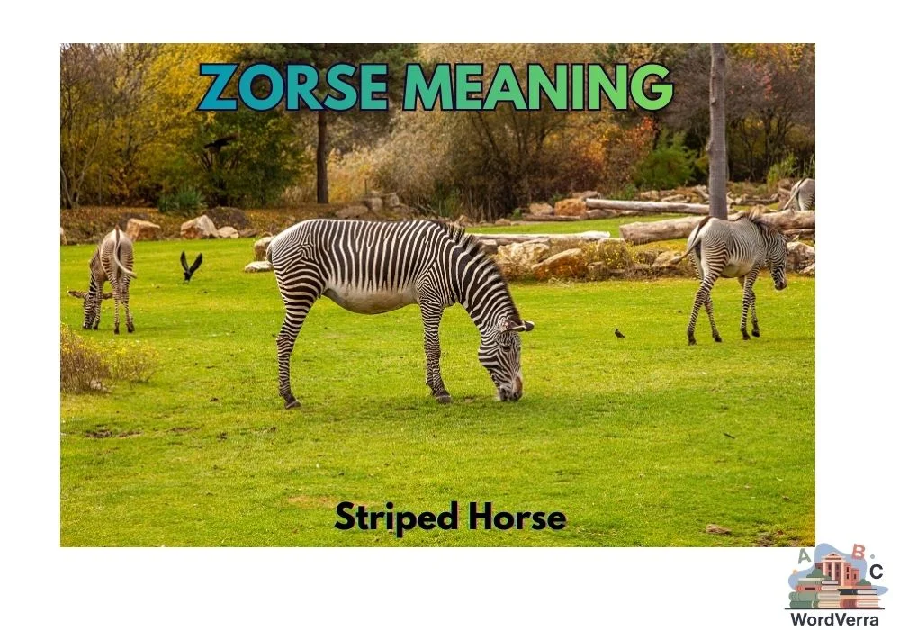 Zorse Meaning