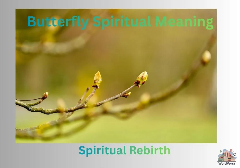 Butterfly Spiritual Meaning