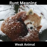 Runt Meaning