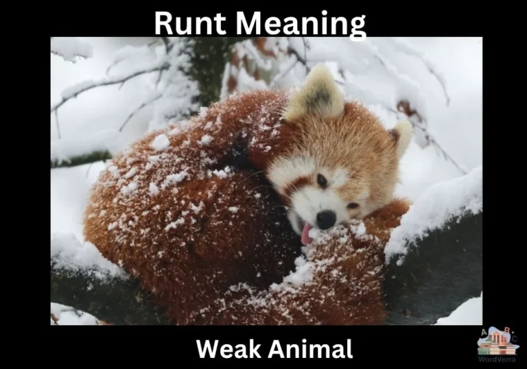 Runt Meaning