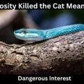 Curiosity Killed the Cat Meaning