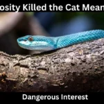 Curiosity Killed the Cat Meaning