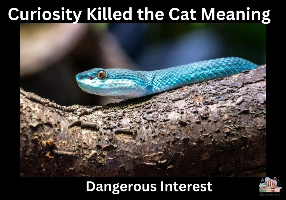 Curiosity Killed the Cat Meaning