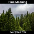 Pine Meaning