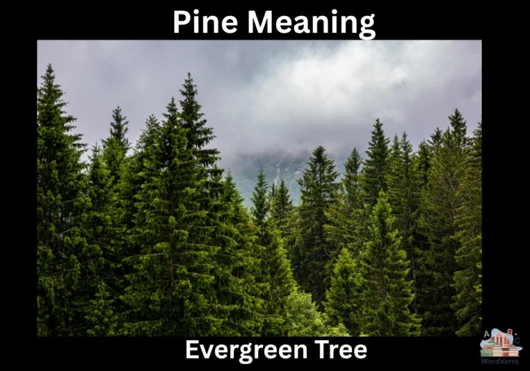 Pine Meaning